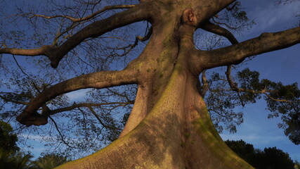 Big bodhi tree with green leaves close up with blue sky