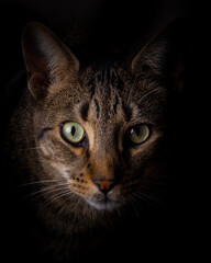 Gato de frente mirada fuerte de ojos claros felino hermoso, Leopaldo