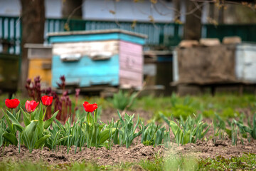 Flowering tulips on the background of hives. Bees spring under the flowering trees of apple trees. Red tulips on the background of hives