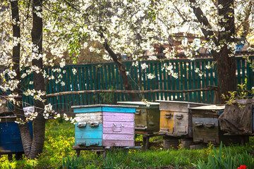 Blossoming garden with apiary. Bees spring under the flowering trees of apple trees. Red tulips on the background of hives. Soft focus