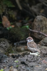 sparrow in the foret
