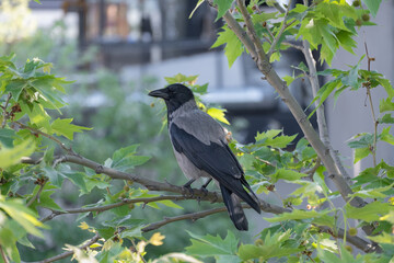 crow among tree branches and leaves, raven - bird, plane tree 