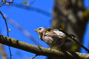 Thrush-fieldfare (lat.Turdus pilaris). A songbird sits on a tree branch against the blue sky. Spring.