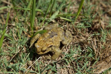 little green frog in the grass 