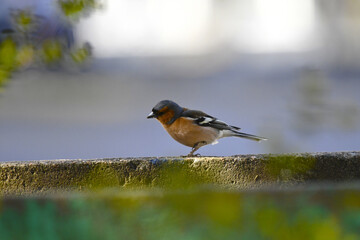 Obraz na płótnie Canvas A young finch with an orange breast sits on a concrete slab.