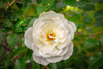 yellow rose in the garden
