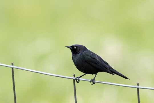 Brewer's Blackbird On A Wire Fence.