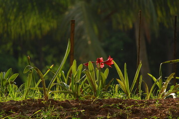 red and yellow flower