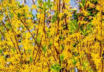 bush of Forsythia flower in the spring