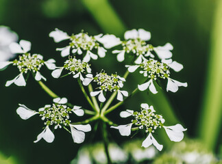 Macro of Cow Parsley Flower Head in the natural environment. Close up of cow parsley flower