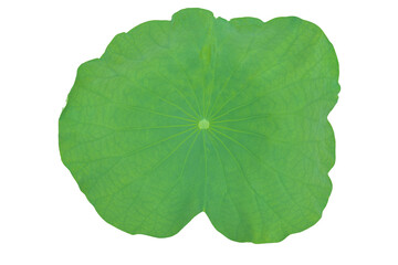 Fototapeta na wymiar Lotus leaf, beautiful green, curved edge leaves. Isolate on white background.