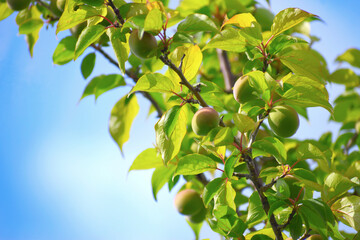 梅の実が成った木