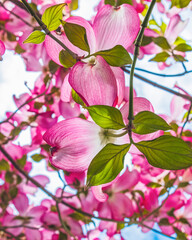 Close up from under a pink dogwood blossom 
