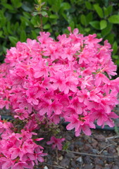 Flowering japanese azalea with pink flowers