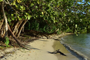 Caribbean paradise beach