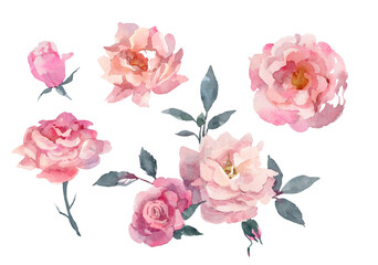 Dusty pink roses collection. Hand drawn watercolor illustration. Isolated on white background