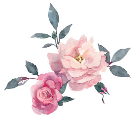 Dusty pink rose. Hand drawn watercolor botanical illustration. Isolated on white