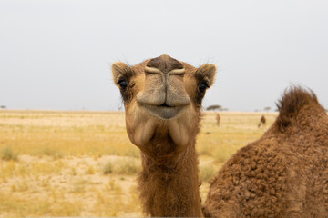 camel head - face of camel - desert animal 
