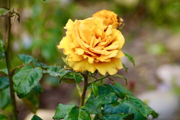 yellow rose flower