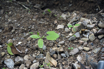 verduras verdes orgánicas