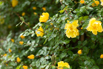 Bush with yellow roses. A large rosehip with yellow flowers. Flowers from the garden of Bratislava Castle.