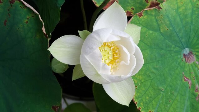 4K time Lapse footage of blooming white lotus flower from bud to full blossom then back to bud, close up b roll shot top view.