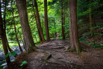 Buttermilk Falls State Park Exposed Pine Tree Roots on Pathway to Lake Treman