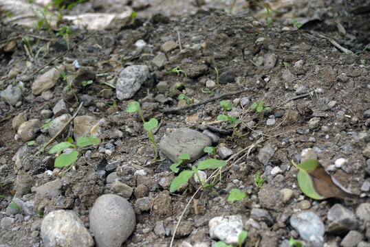 Verduras Verdes Orgánicas