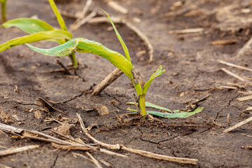 Corn plant leaf damage from wind and hail.  Storm damage, crop insurance claim and farming concept