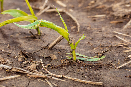 Corn Plant Leaf Damage From Wind And Hail.  Storm Damage, Crop Insurance Claim And Farming Concept