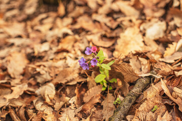 Lungwort flowers in the forest during spring season.High quality photo.