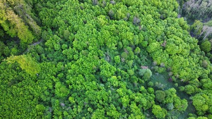 Trees from a bird's perspective