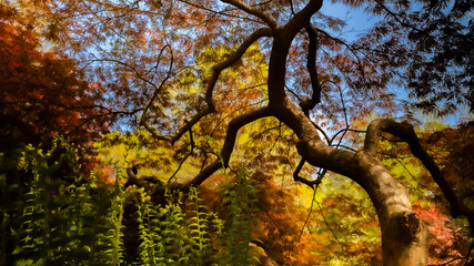 "Kaleidoscope" Japanese Maple in Spring