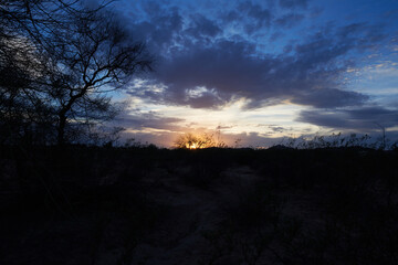 Sunsetting in the desert behind the trees. 2