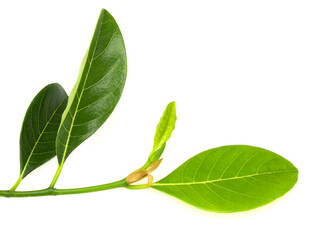 Leaves of jackfruit isolated on a white background