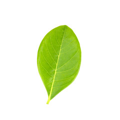 Obraz premium Leaves of jackfruit isolated on a white background