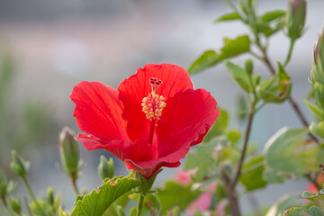 Beautiful red hibiscus flower  In the garden.