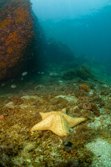 Yellow Star fish 