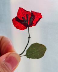 Hand holding a tiny red pressed bouganvillea