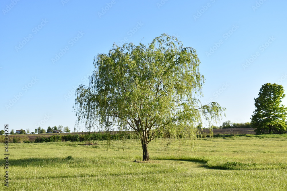 Wall mural weeping willow tree in a field