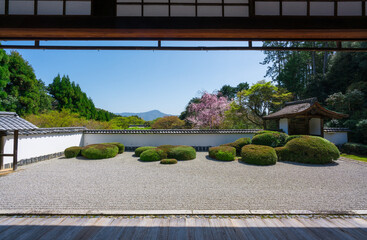 京都　正伝寺の枯山水庭園と桜