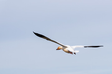 Fototapeta na wymiar Snow gooses during migration in the sky of Quebec