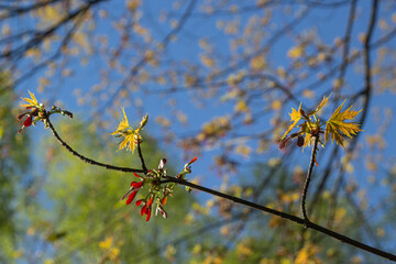 flowers on a branch