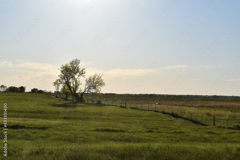 Poster Sunny Field