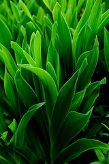 Summer park with beautiful, green grass in the park