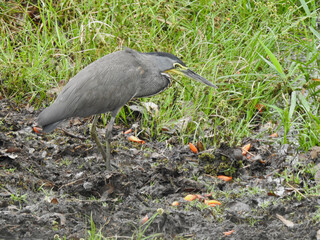 This species was photographed in Caño Negro