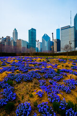 City  grant park flowers with Chicago Skyline in Background, Chicago, Illinois USA