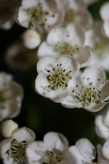 White flower blossom close up background Crataegus monogyna family rosaceae botanical modern big size print