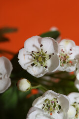 White flower blossom close up background Crataegus monogyna family rosaceae botanical modern big size print