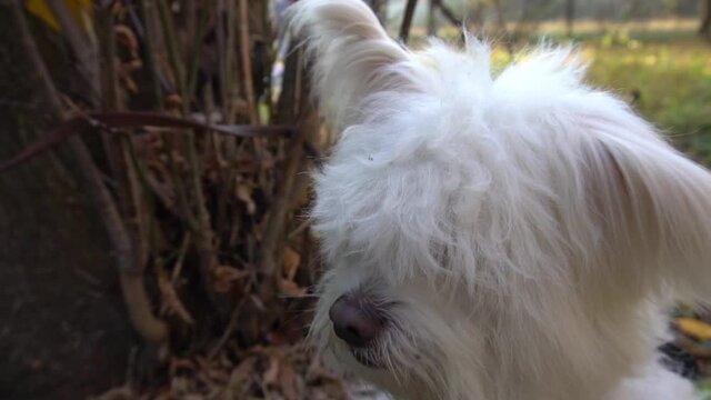 Slow Motion Young maltese dog in a meadow